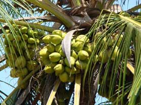 lakshadweep